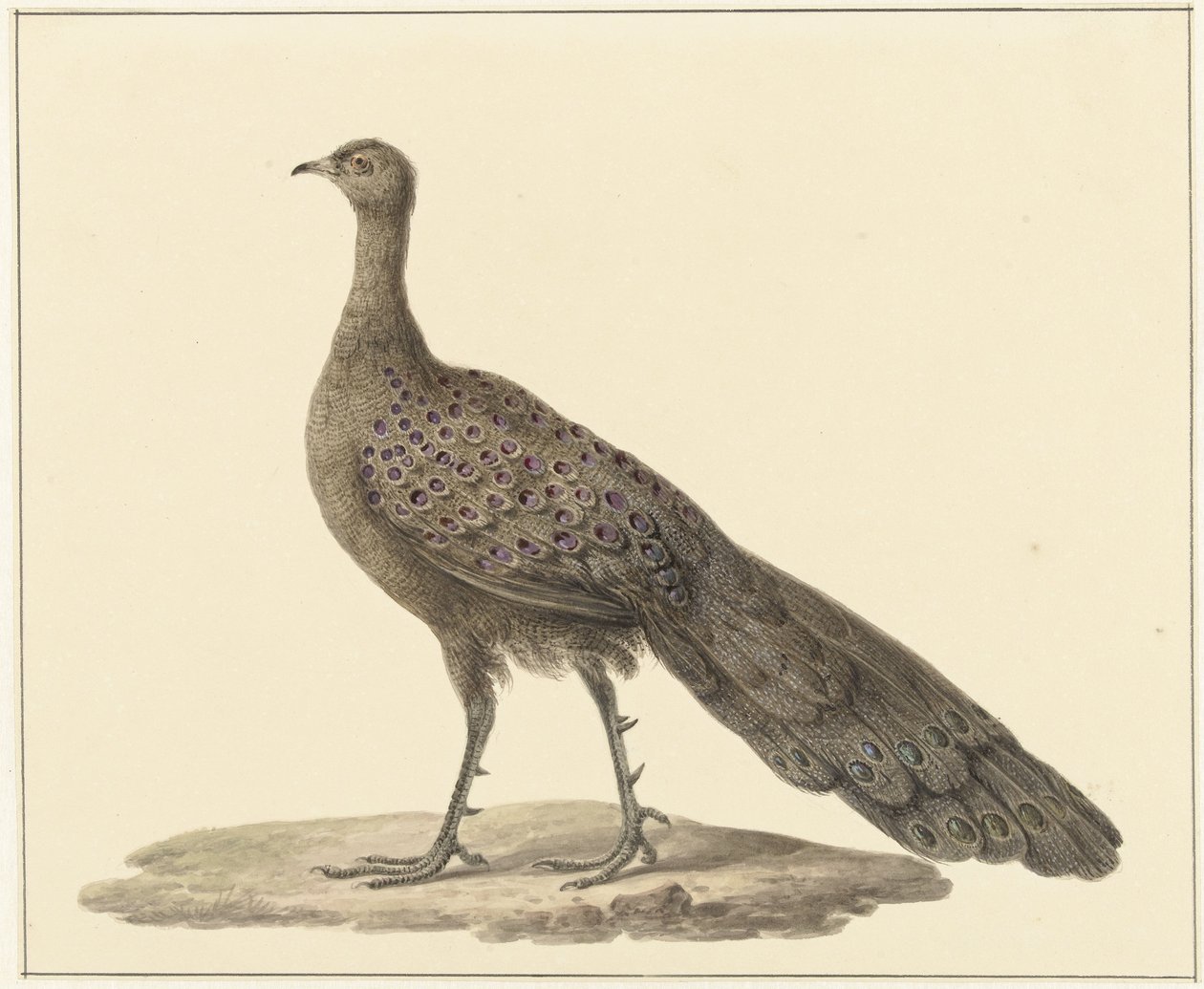 Spiegelpauw av Pieter Pietersz. Barbiers