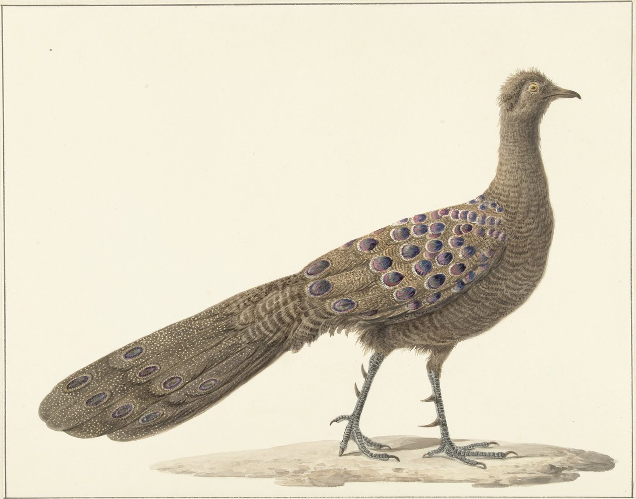 Spiegelpauw av Pieter Pietersz. Barbiers