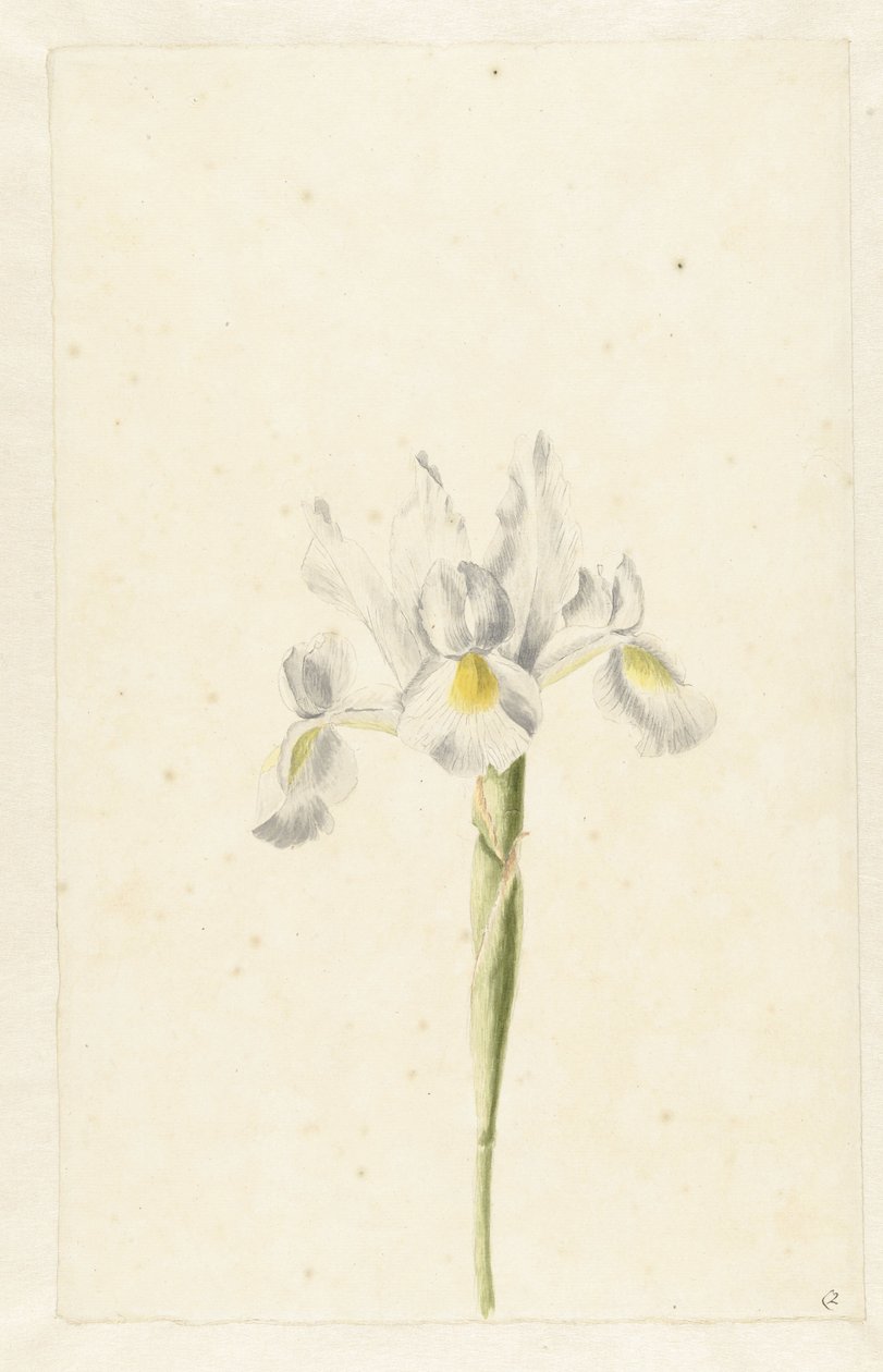 Vit iris (Iris albicans) av Pieter Withoos (circle of)