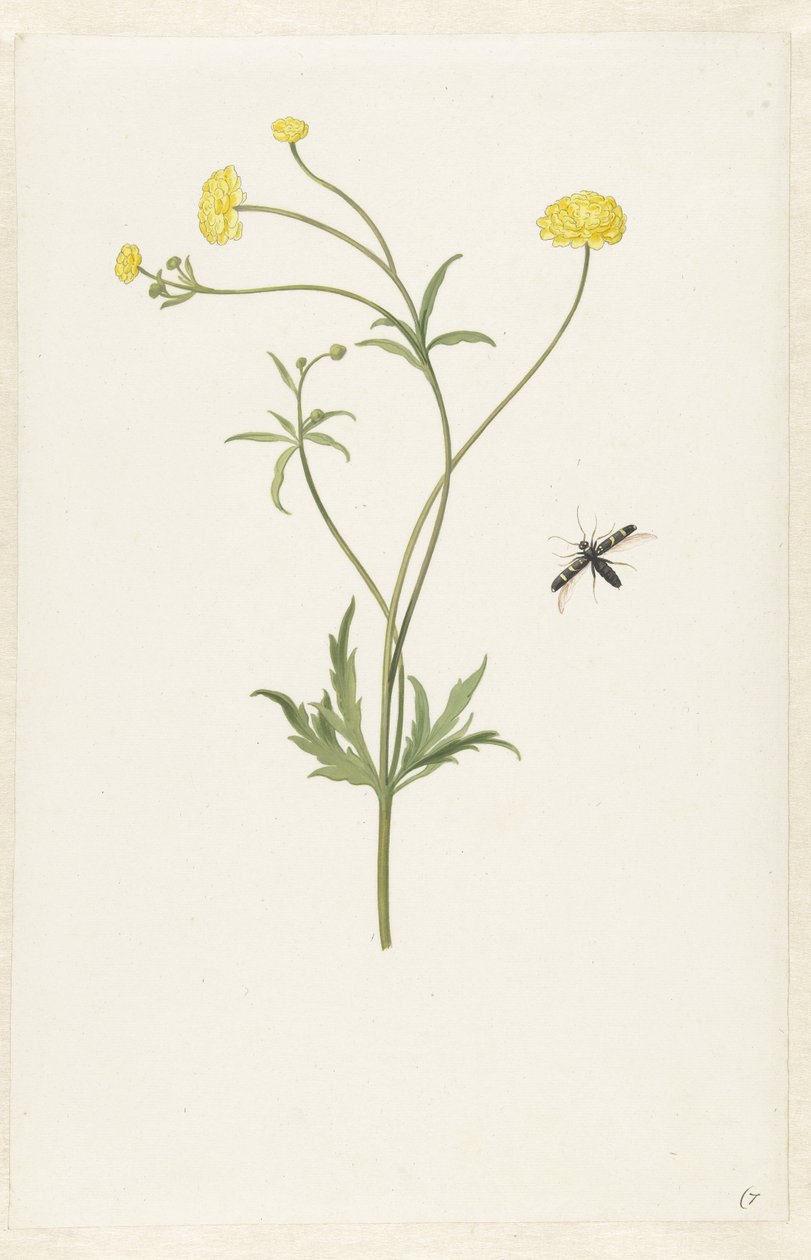 Dubbel gul ranunculus och insekt av Pieter Withoos (possibly)