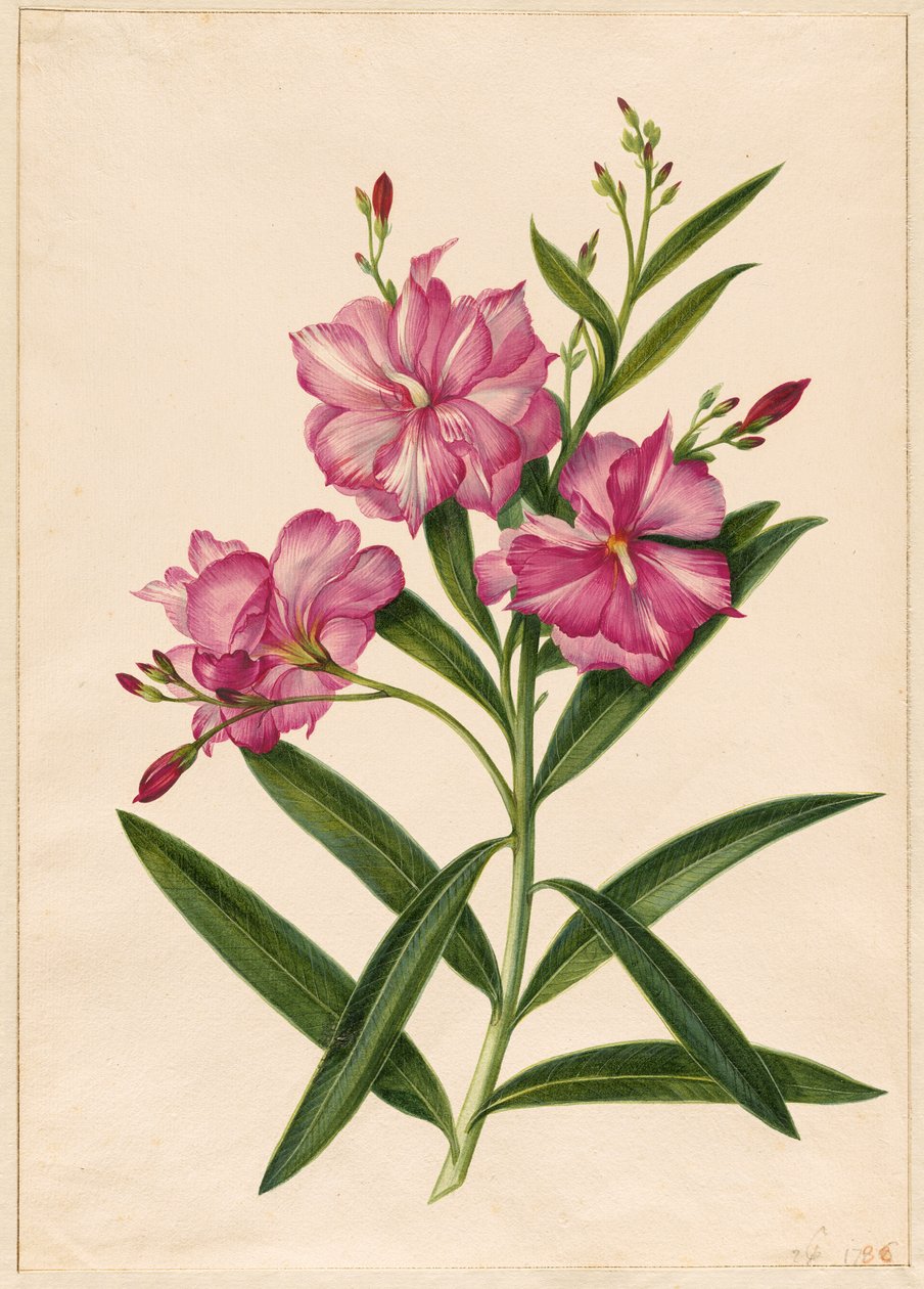 Lila oleander av Pieter Withoos