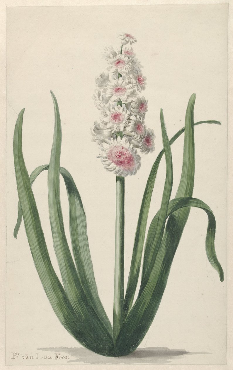 Blommande hyacint av Pieter van Loo
