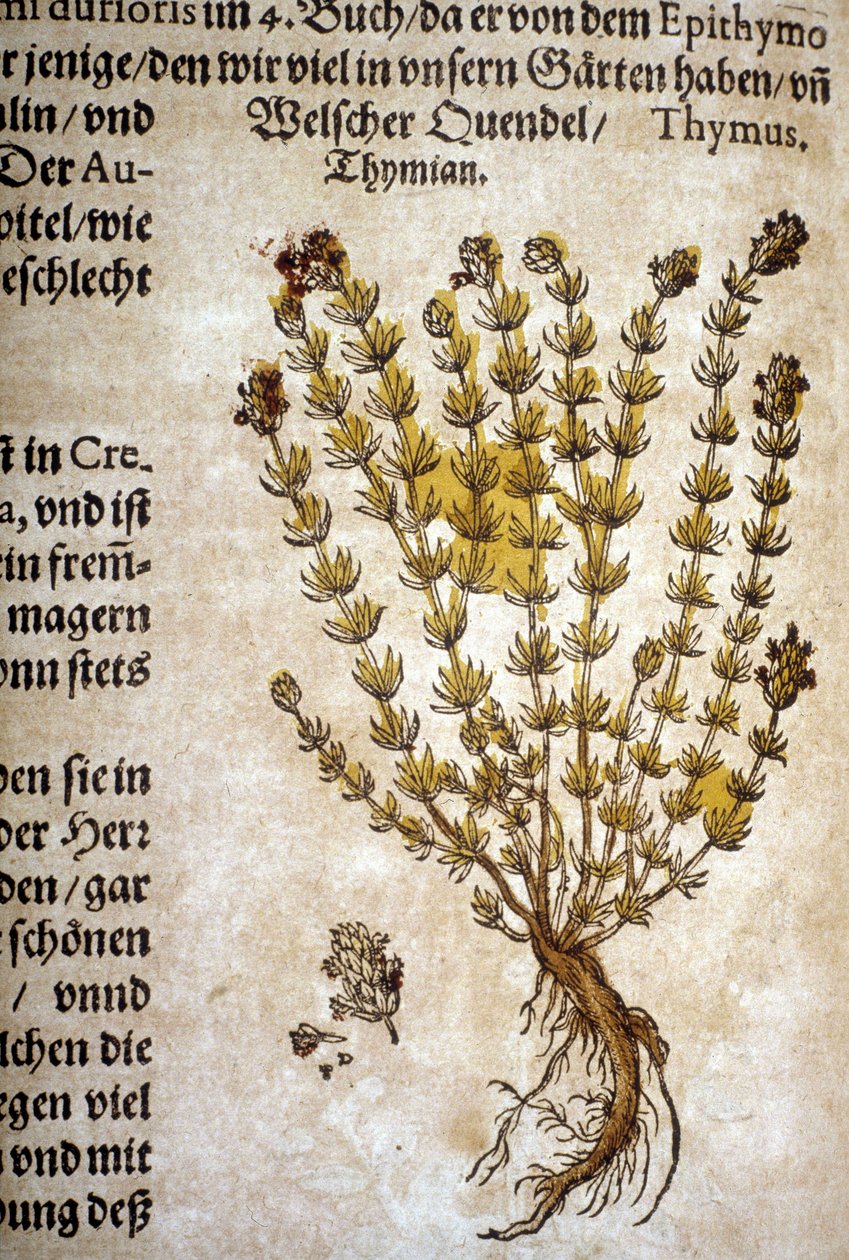 Timjan (Thymus) - I "The Mattioli Herbarium". av Pietro Andrea Mattioli
