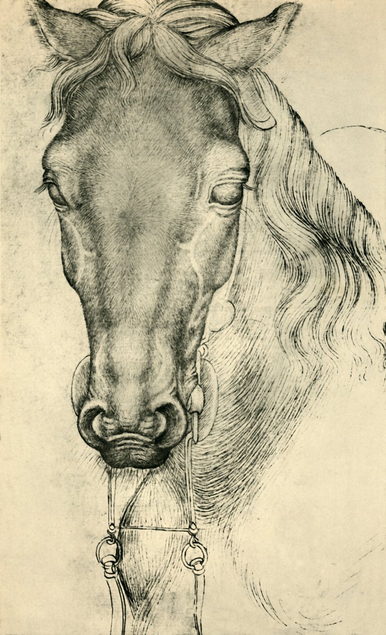 Huvud för en häst, c1420-1455, 1943. av Antonio Pisanello