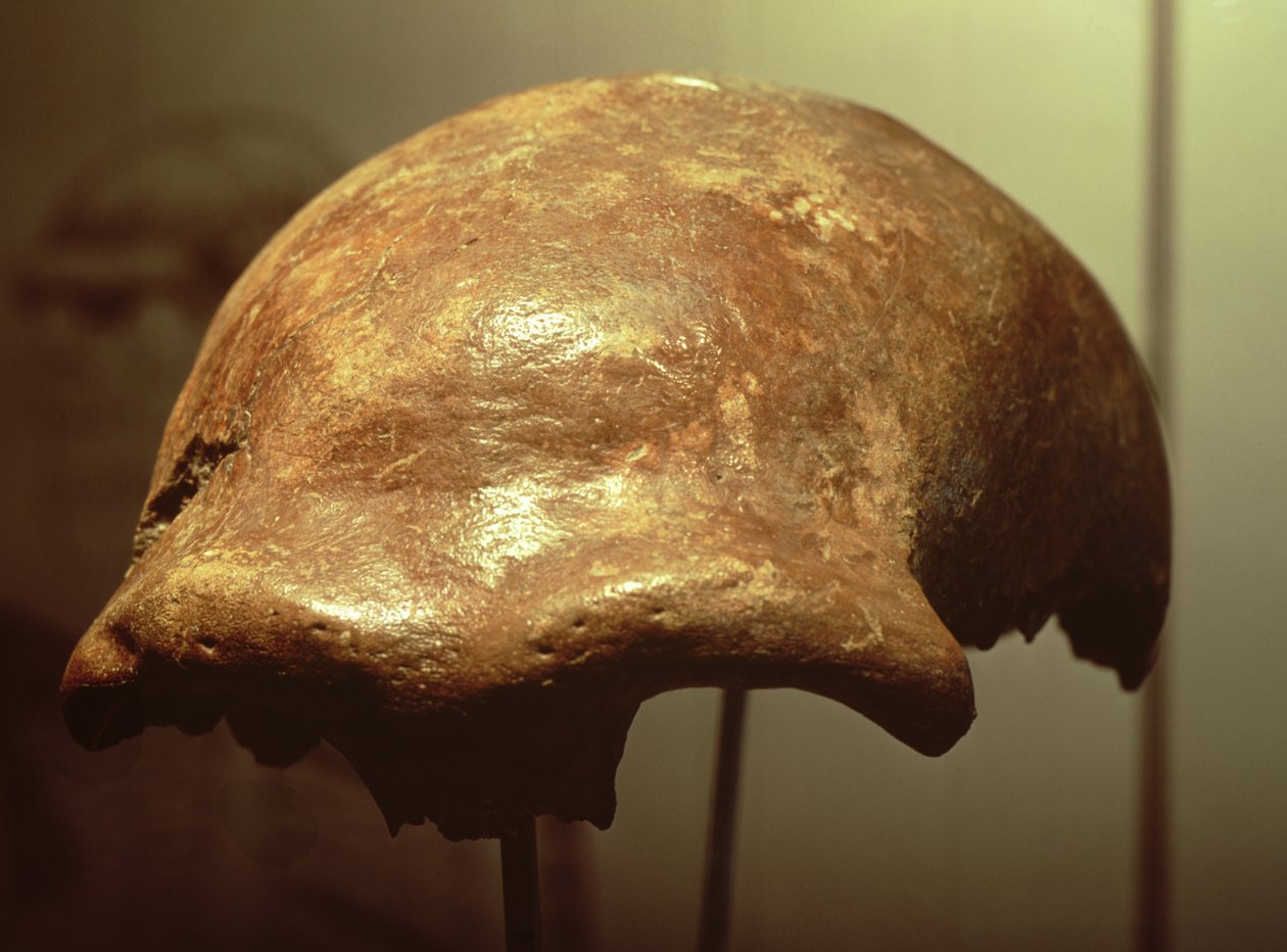 Kranium av en neandertalare (ben) av Prehistoric