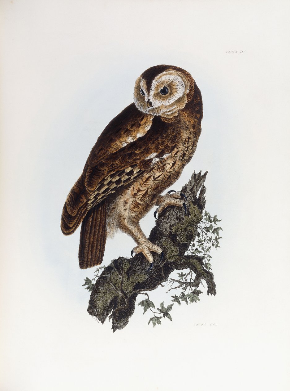 Tawny Owl, 1841 av Prideaux John Selby