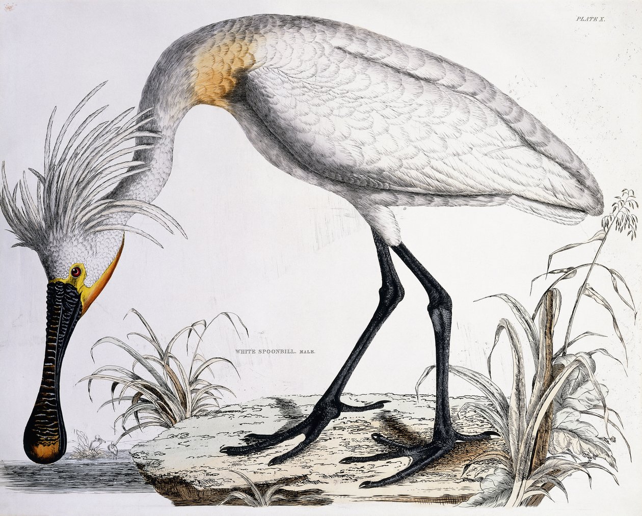 Vit skednäbb, 1834 av Prideaux John Selby
