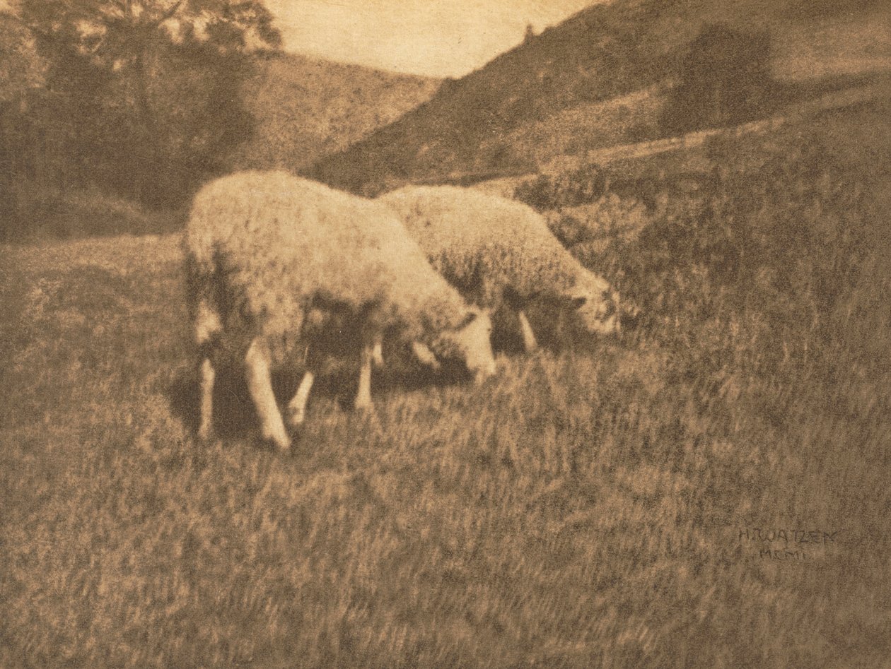 Kameraarbete: Får, 1906. av Professor Hans Watzek
