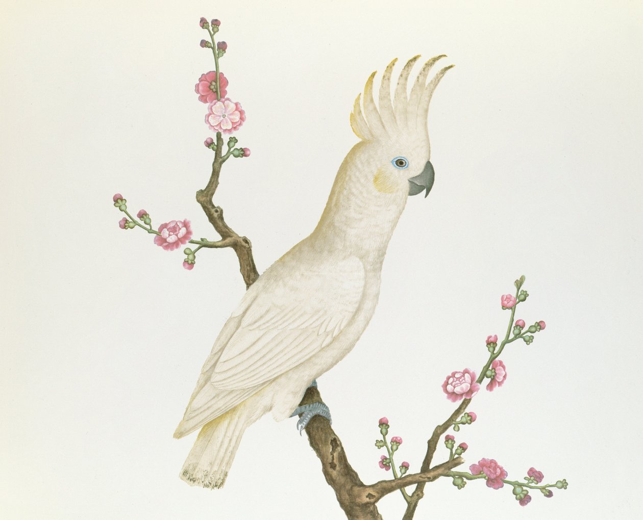 Lesser Citron Crested Cockatoo, uppflugen på en kvist av blommande Japonica, Ch