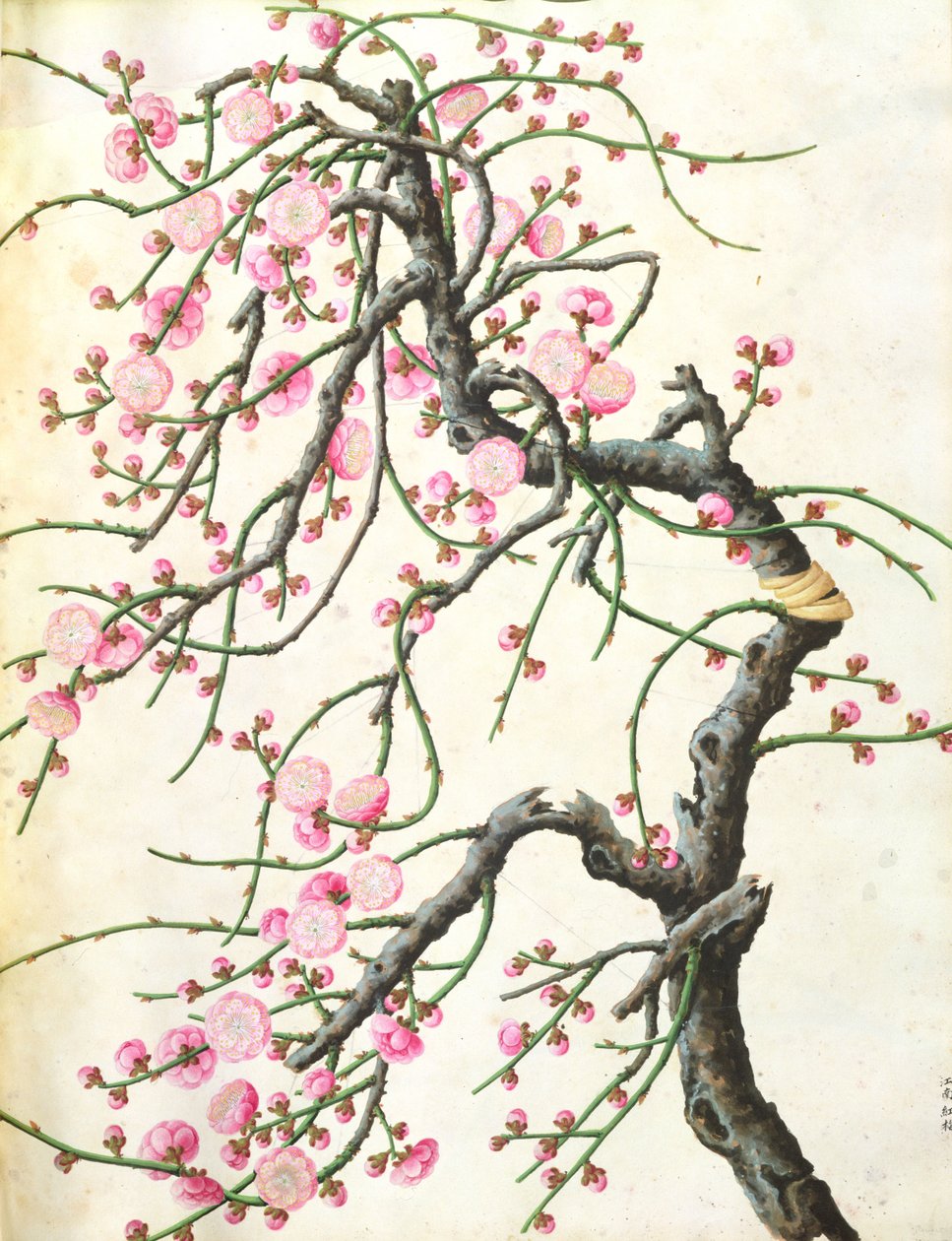 Persikoblommor (färg på papper) av Qing Dynasty Chinese School