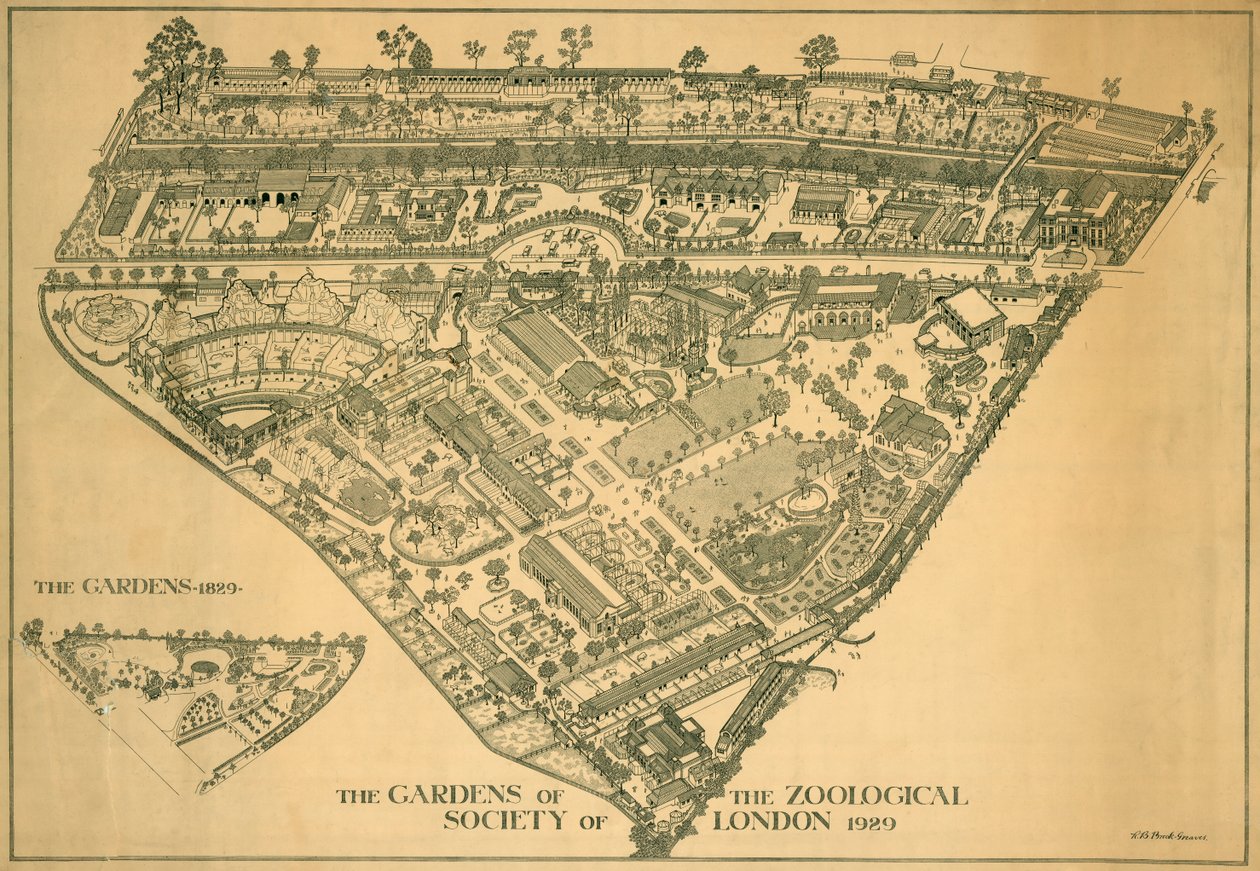 London Zoo, Regents Park, Westminster, 1929 av RB Brook Greaves
