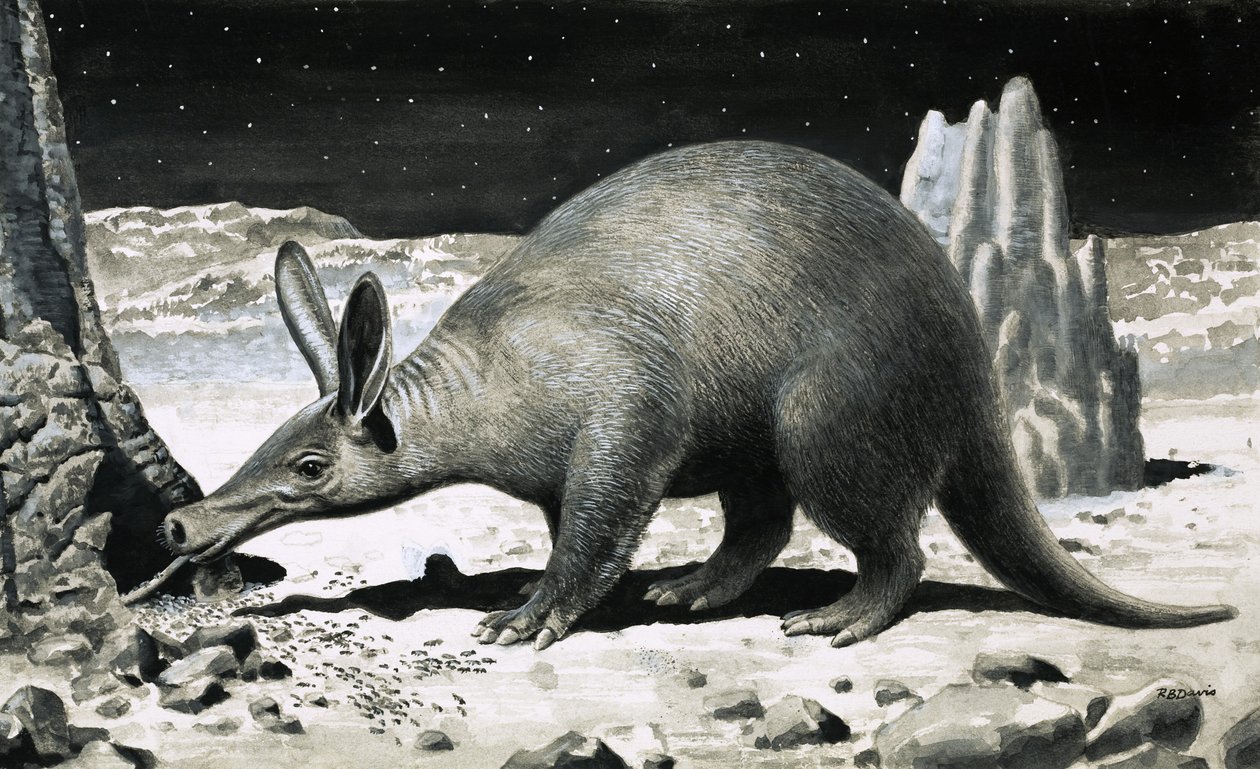 Aardvark av R.B. Davis