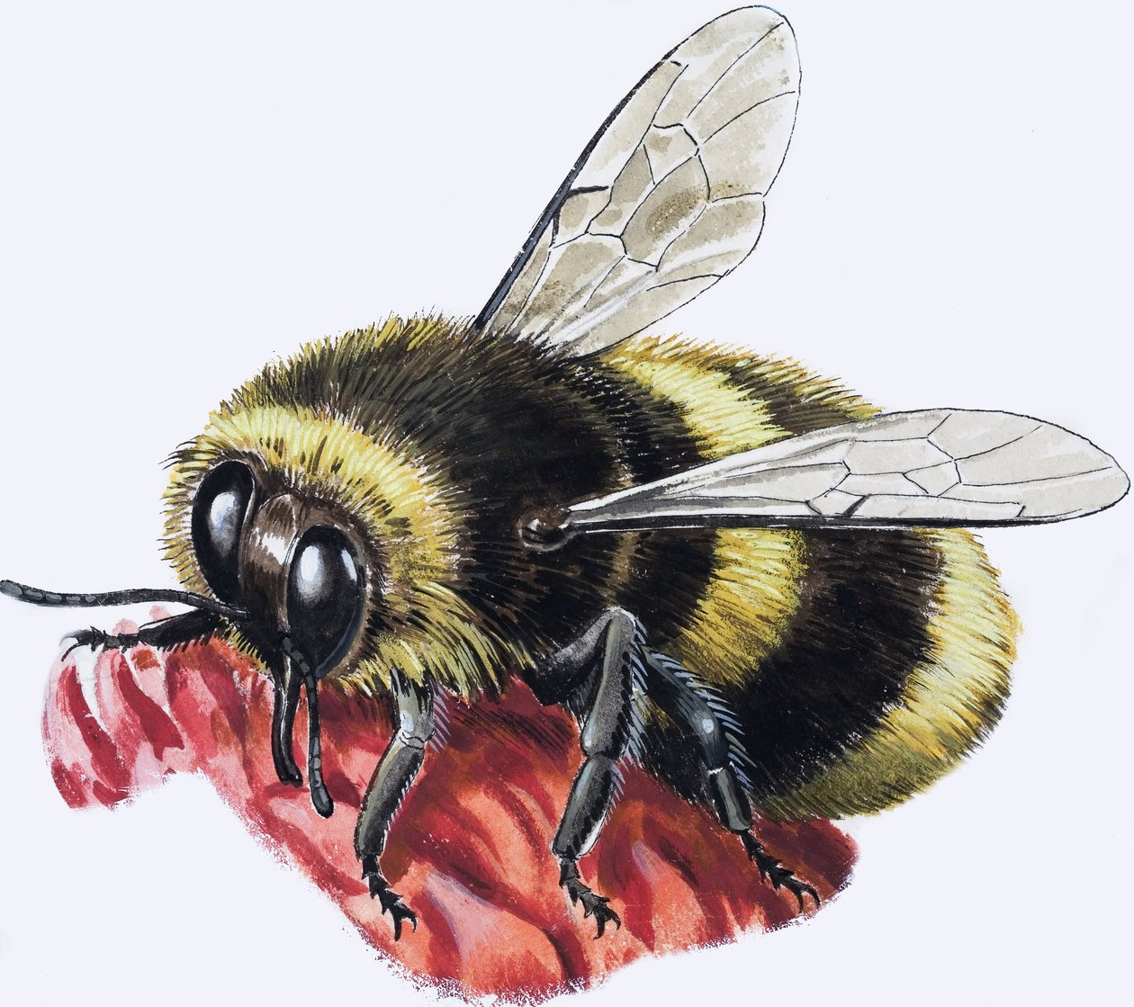 Honey Bee (gouache på papper) av R.B. Davis