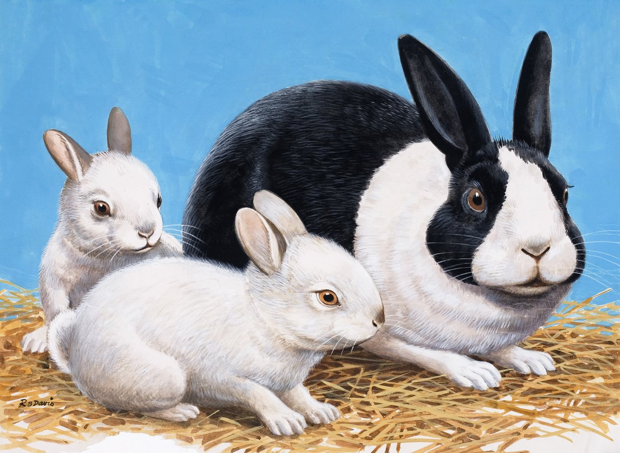 Rabbits (gouache på papper) av R.B. Davis