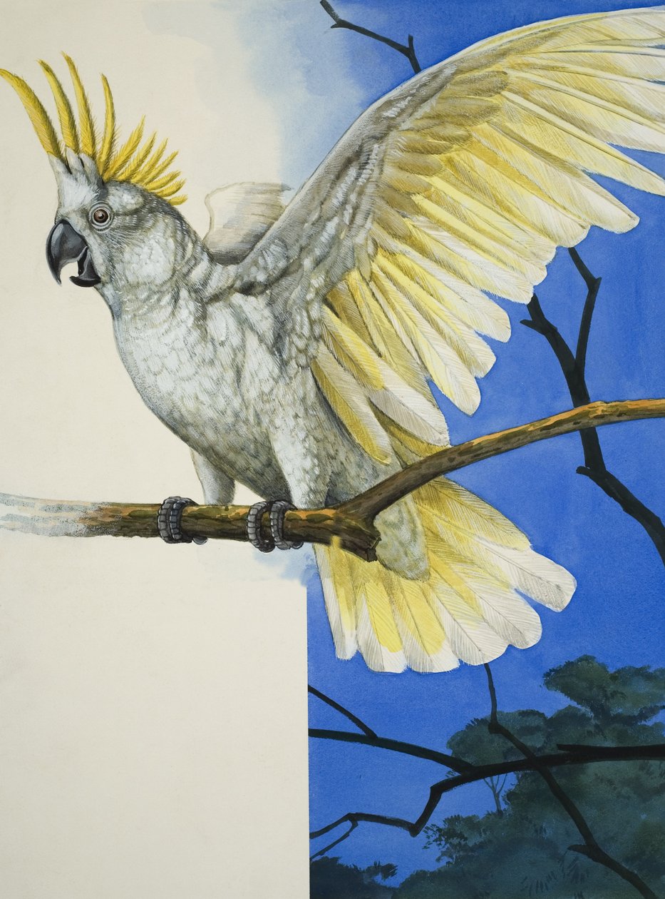 Sulphur-Crested Cockatoo (gouache på papper) av R.B. Davis