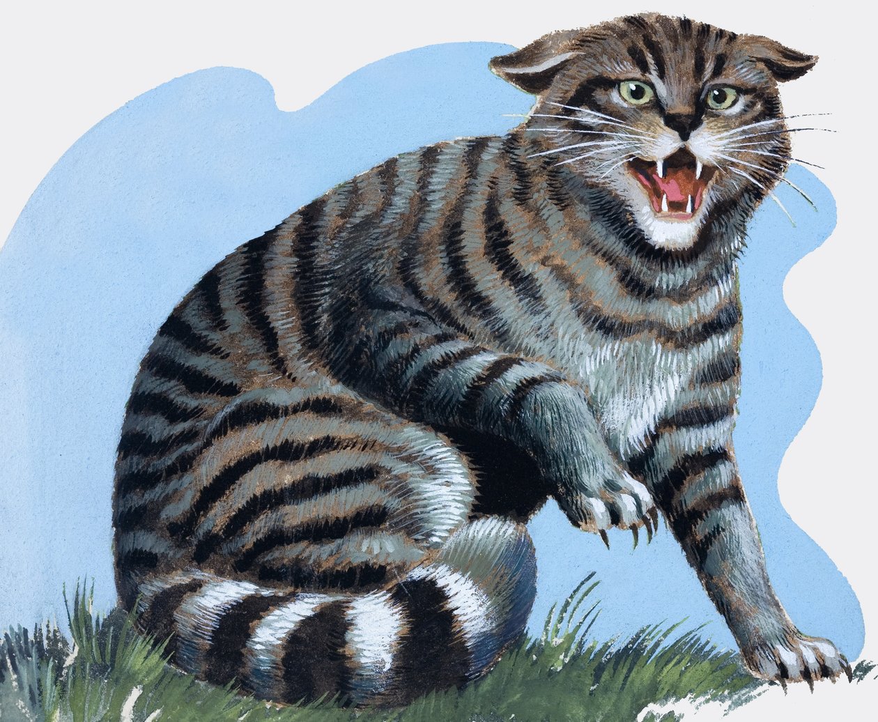 Vildkatt, från "Treasure av R.B. Davis