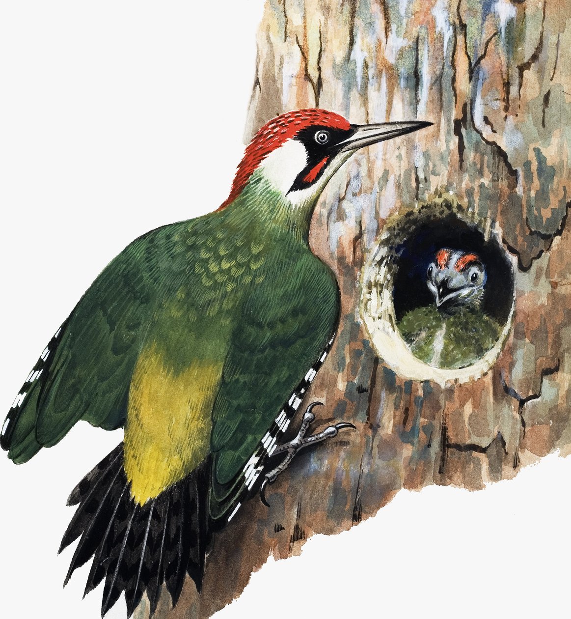 Hackspett och kyckling (gouache på papper) av R.B. Davis