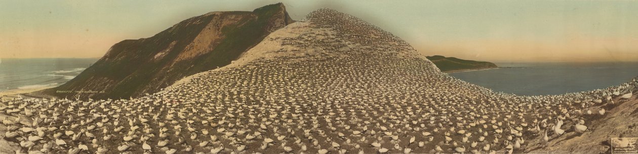 Gannets, Cape Kidnappers, N.Z. av R. P. Moore