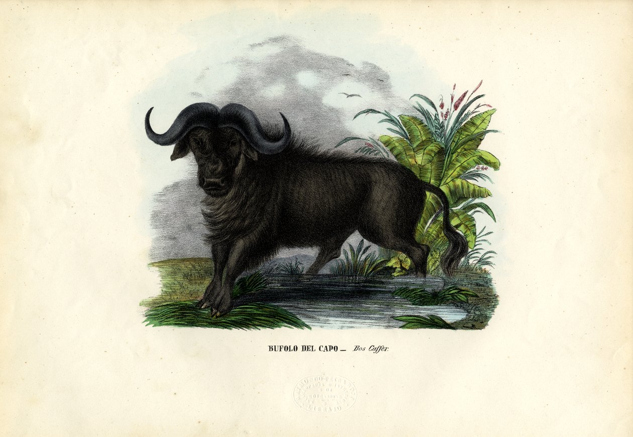 Afrikanska bufflar, 1863-79 av Raimundo Petraroja