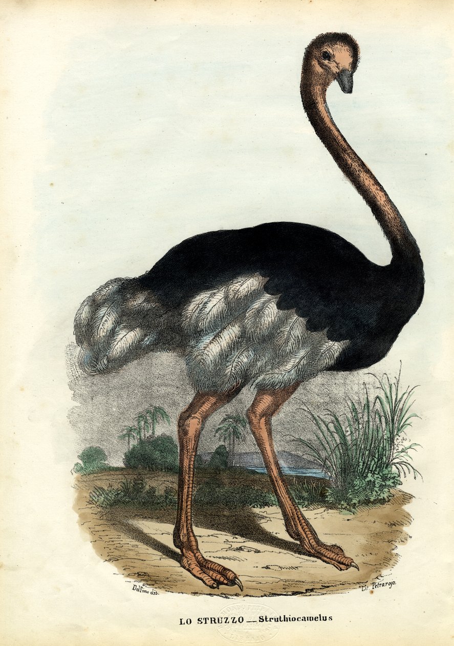 Afrikansk struts, 1863-79 av Raimundo Petraroja