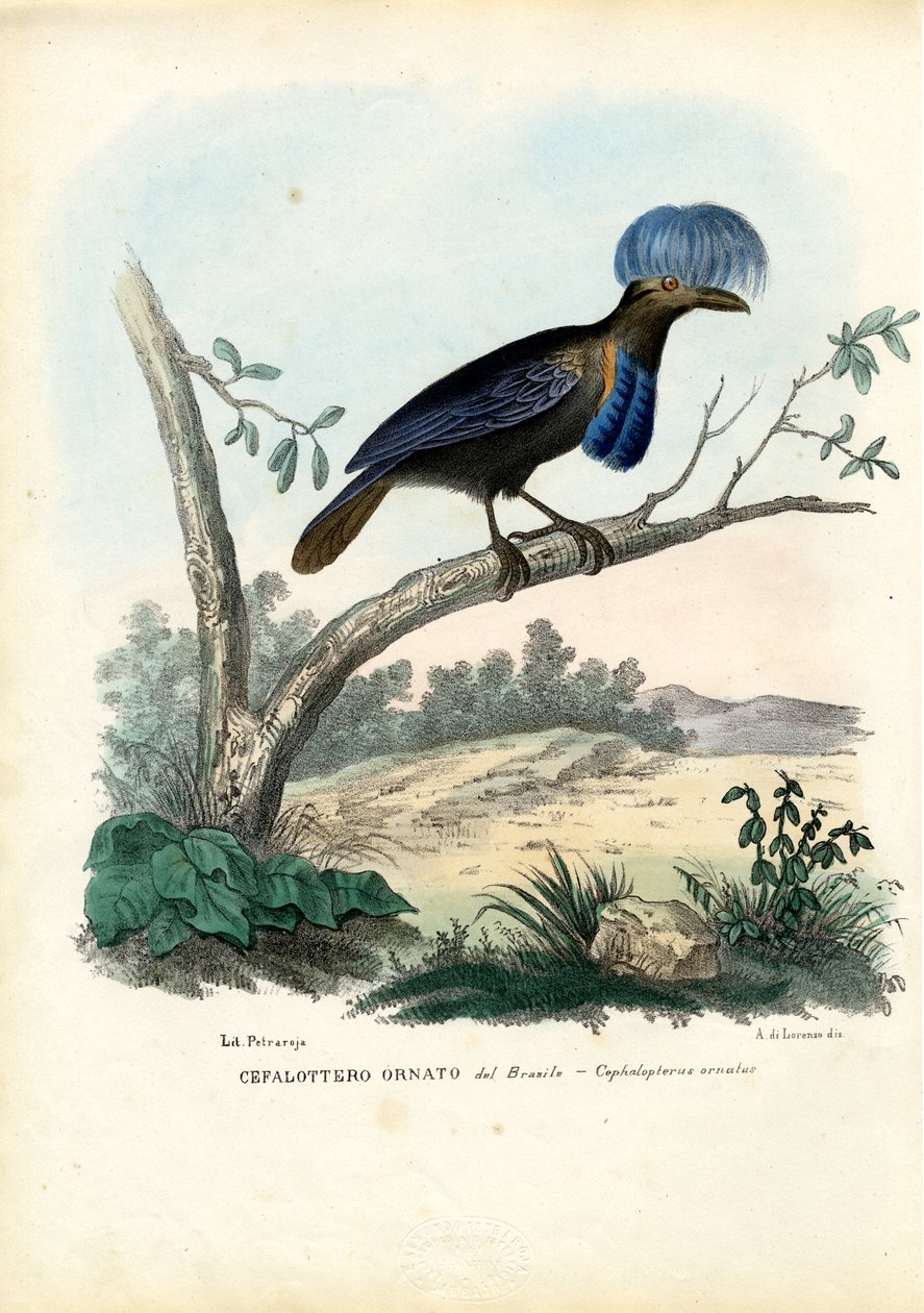 Paraplyfågel från Amazonas, 1863-79 av Raimundo Petraroja
