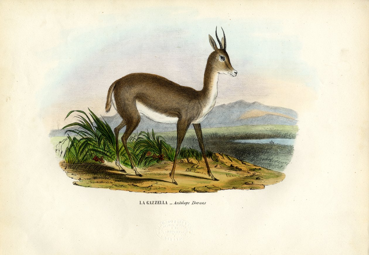 Arabisk gasell, 1863-79 av Raimundo Petraroja