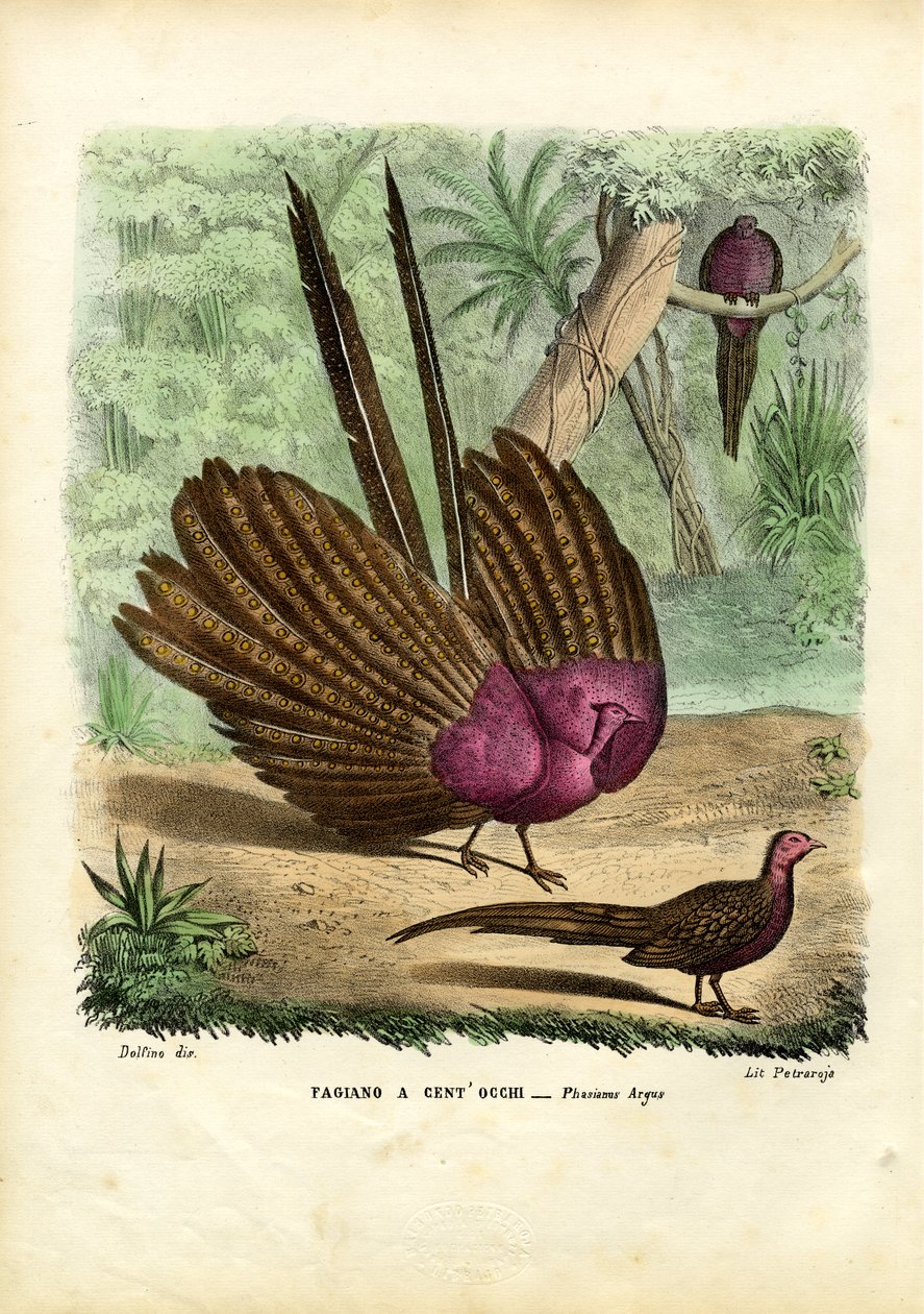 Argusfasan, 1863-79 av Raimundo Petraroja