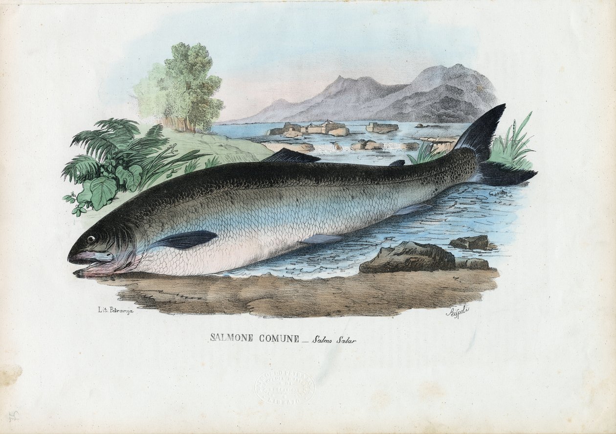 Atlantlax, 1863-79 av Raimundo Petraroja