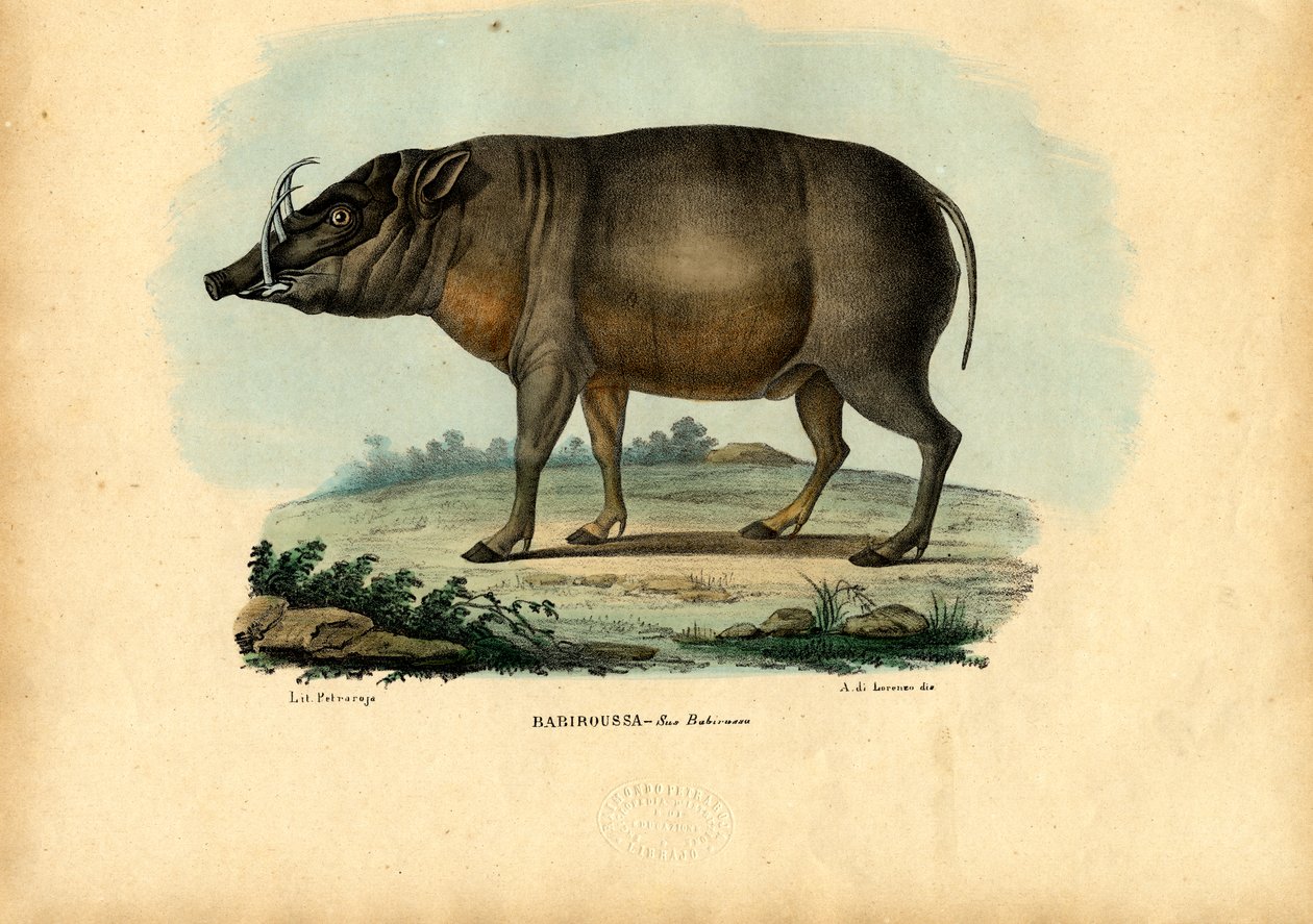 Babirusa, 1863-79 av Raimundo Petraroja