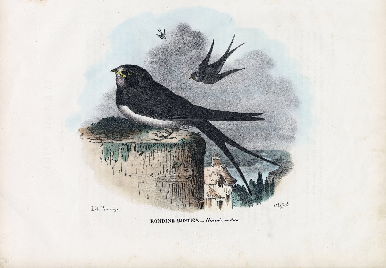 Svalan, 1863-79 av Raimundo Petraroja
