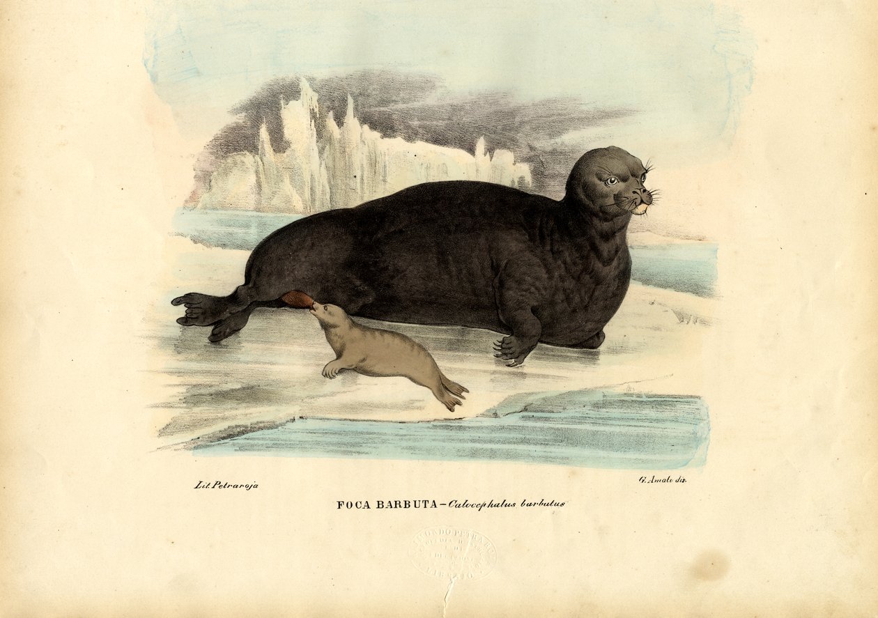 Skäggiga sigillet, 1863-79 av Raimundo Petraroja