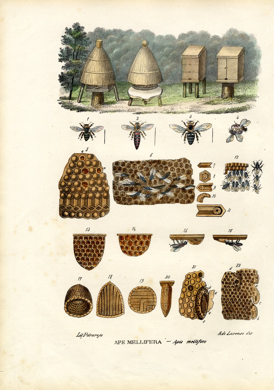 Bin, 1863-79 av Raimundo Petraroja