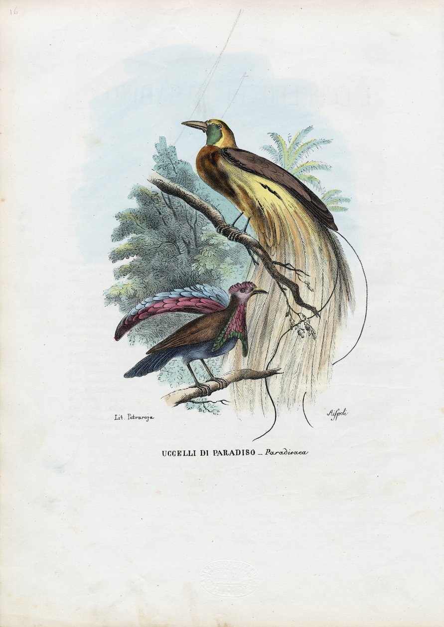 Paradisfågel, 1863-79 av Raimundo Petraroja