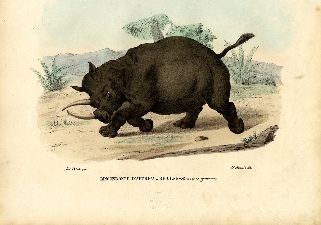 Svart noshörning, 1863-79 av Raimundo Petraroja