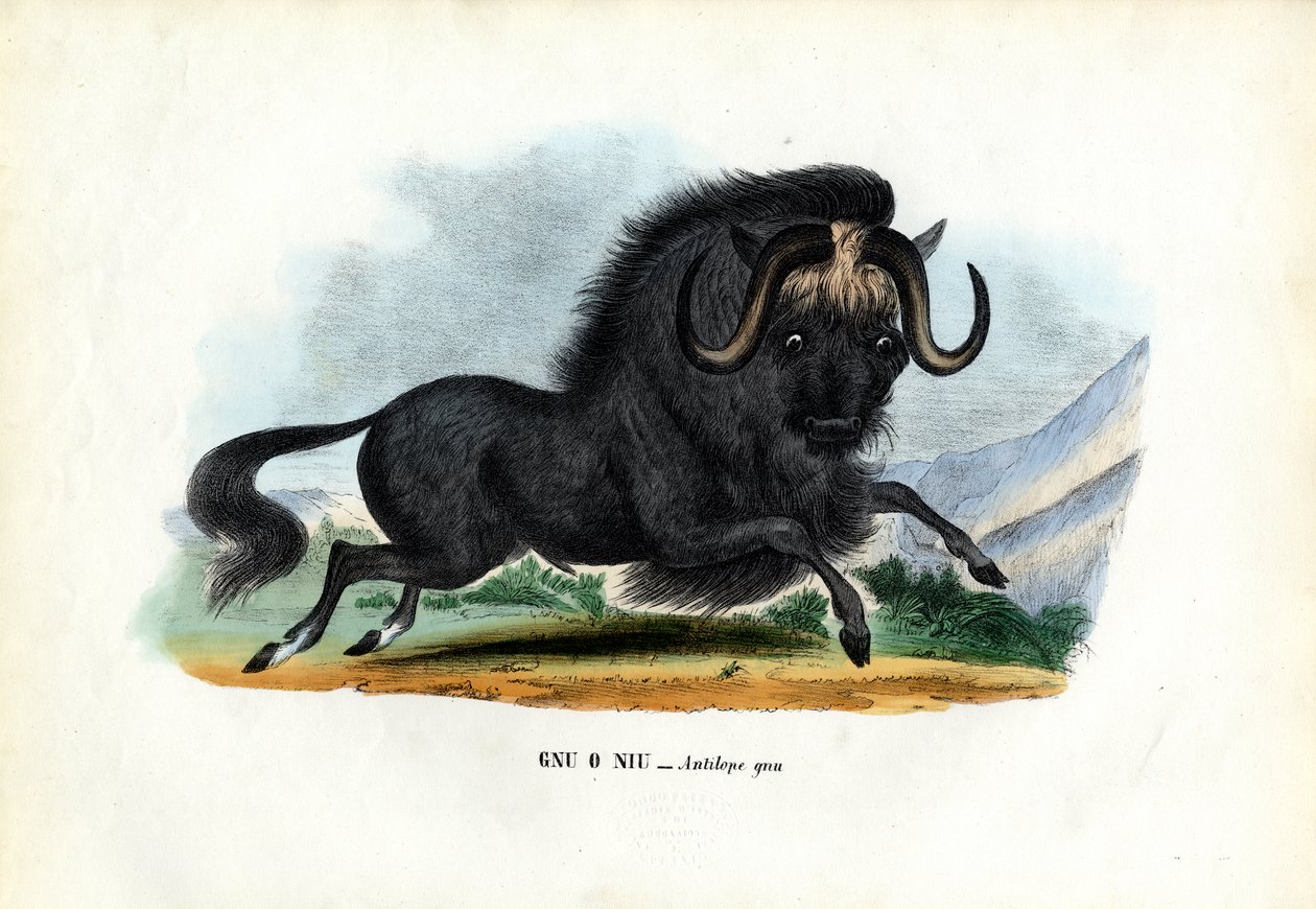 Svart gnu, 1863-79 av Raimundo Petraroja