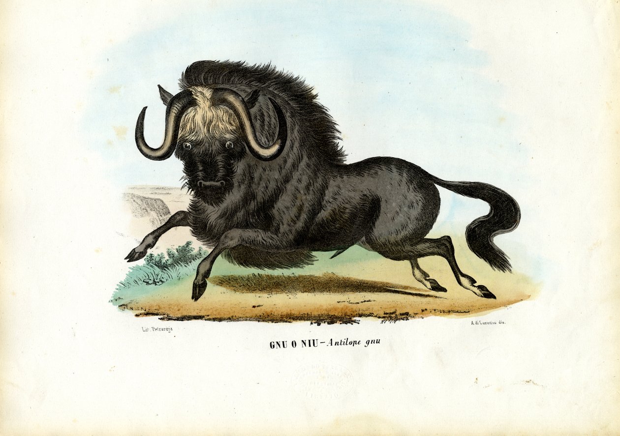Svart gnu, 1863-79 av Raimundo Petraroja