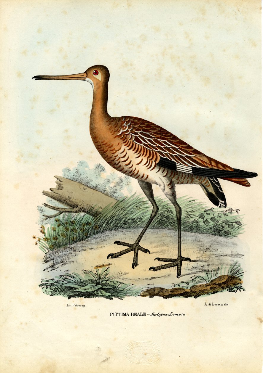 Svartsvansspov, 1863-79 av Raimundo Petraroja