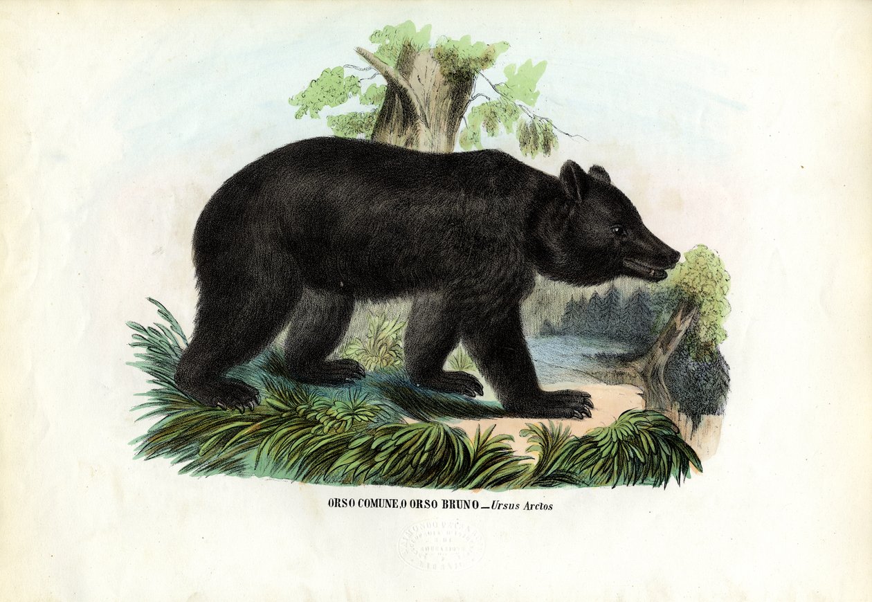 Brunbjörn, 1863-79 av Raimundo Petraroja
