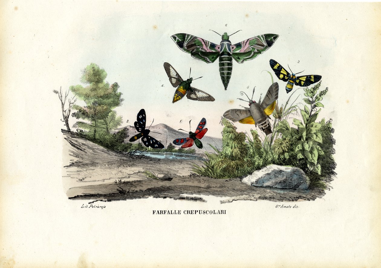 Fjärilar, 1863-79 av Raimundo Petraroja
