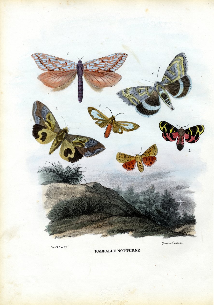 Fjärilar, 1863-79 av Raimundo Petraroja