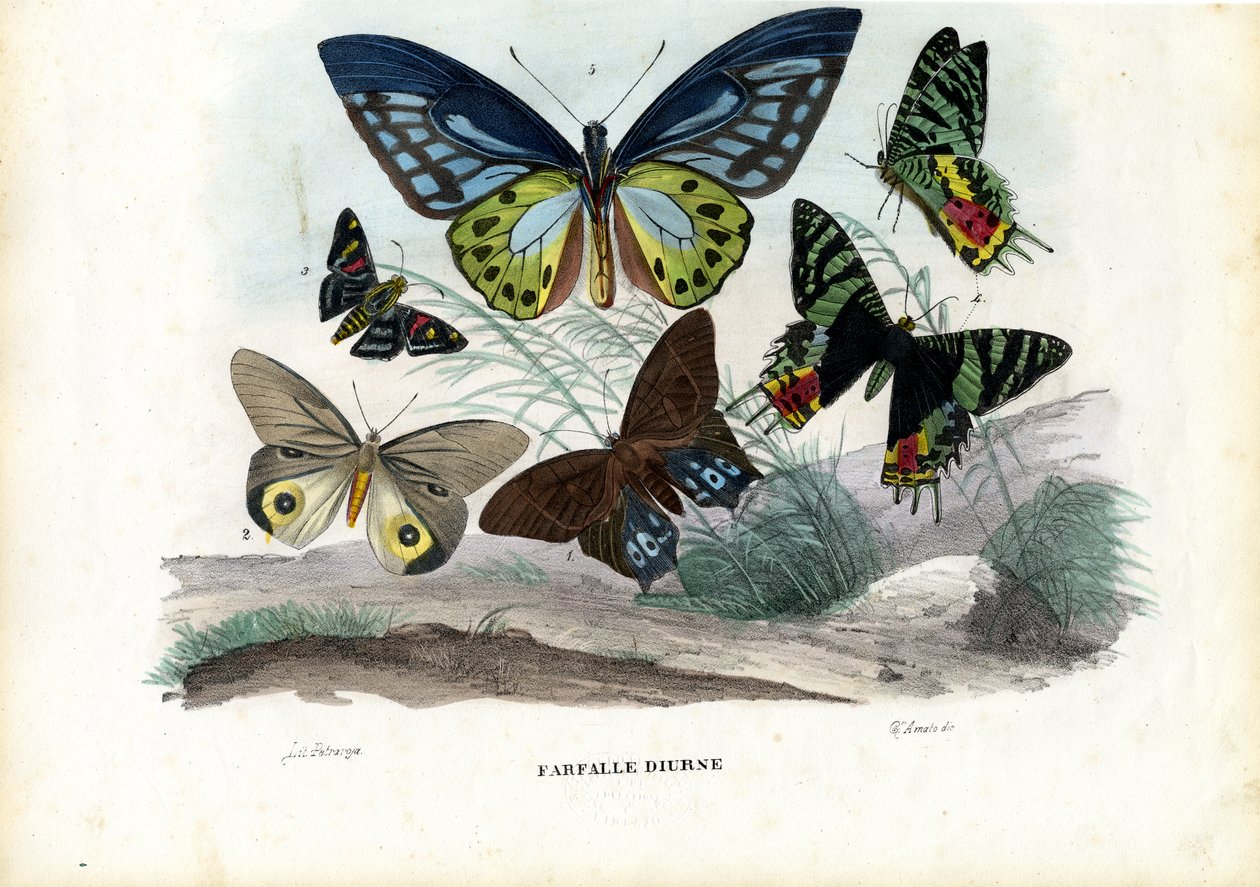Fjärilar, 1863-79 av Raimundo Petraroja