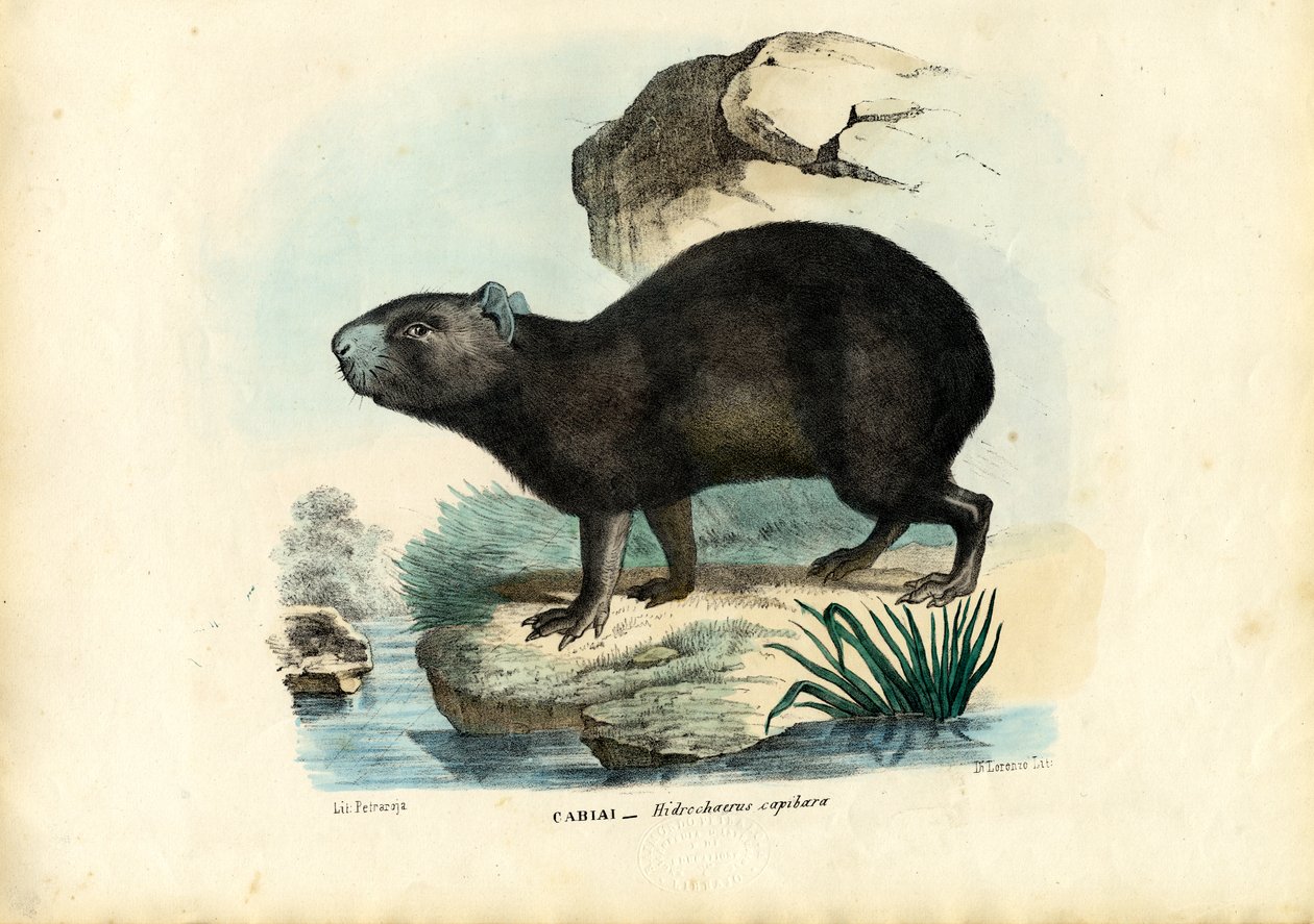 Capibara, 1863-79 av Raimundo Petraroja