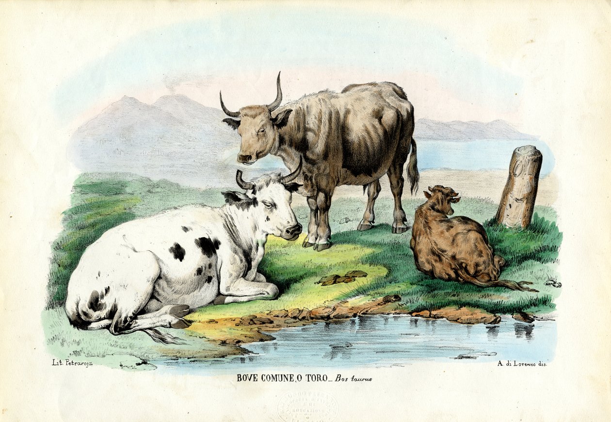 Boskap, 1863-79 av Raimundo Petraroja