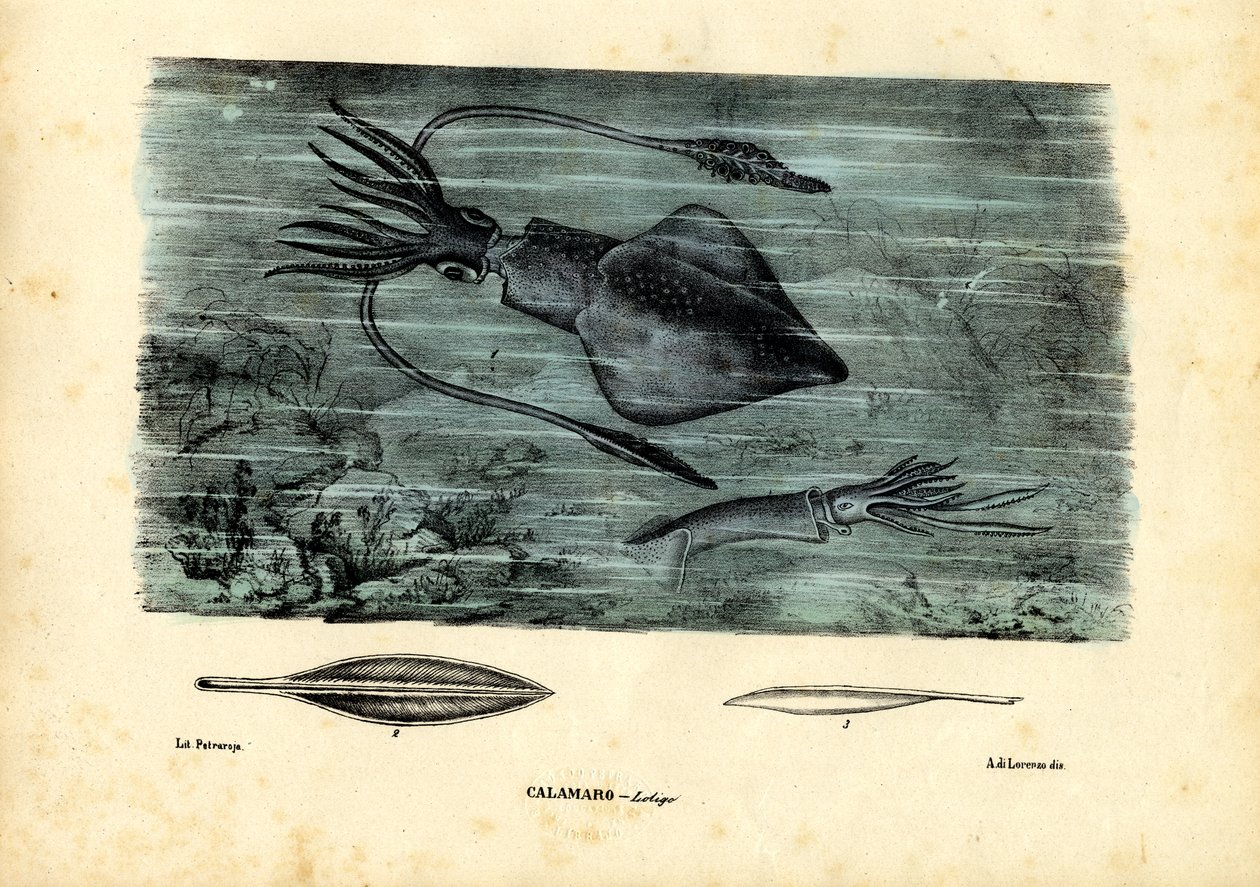 Bläckfisk, 1863-79 av Raimundo Petraroja