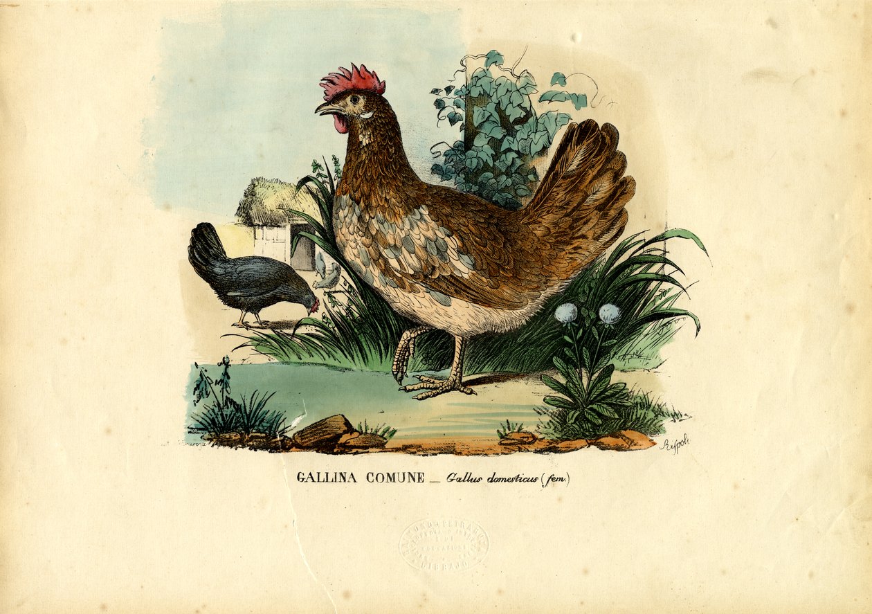 Kyckling, 1863-79 av Raimundo Petraroja