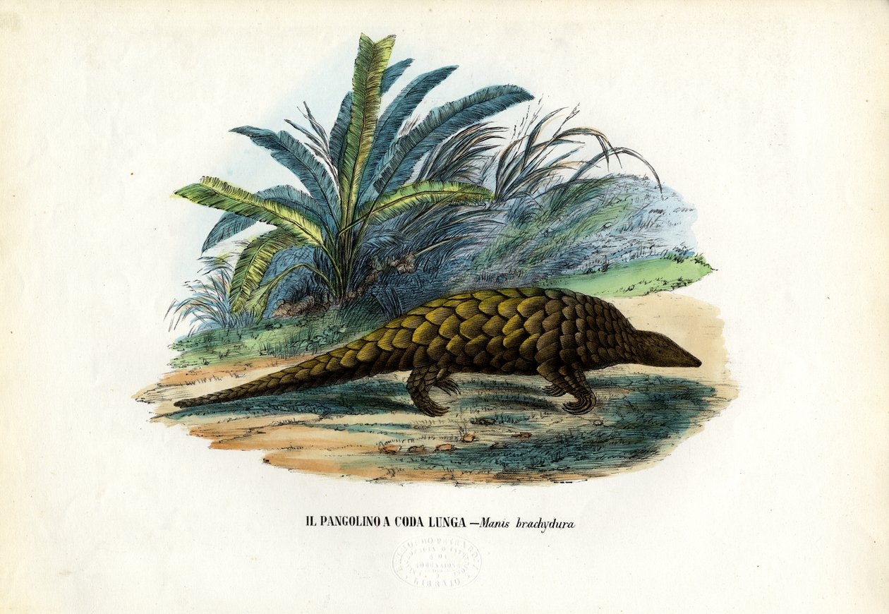 Kinesiska, 1863-79 av Raimundo Petraroja