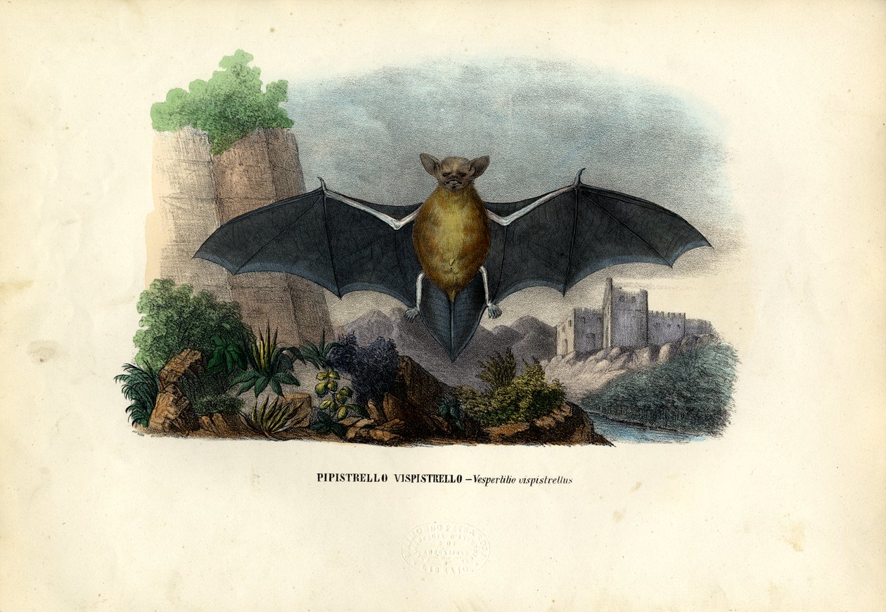 Pipistrelle, 1863-79 av Raimundo Petraroja