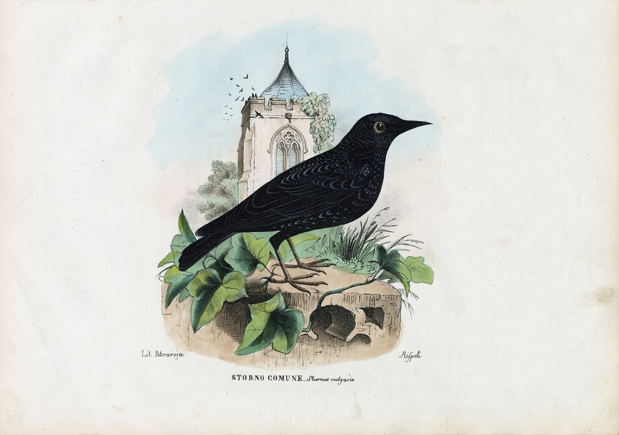 Vanlig stare, 1863-79 av Raimundo Petraroja