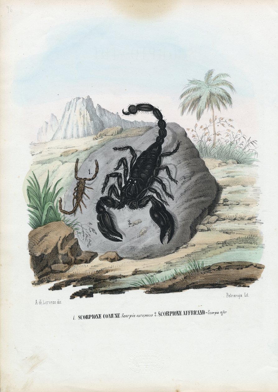 Kräftdjur, 1863-79 av Raimundo Petraroja