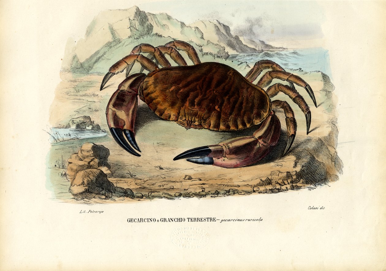 Kräftdjur, 1863-79 av Raimundo Petraroja